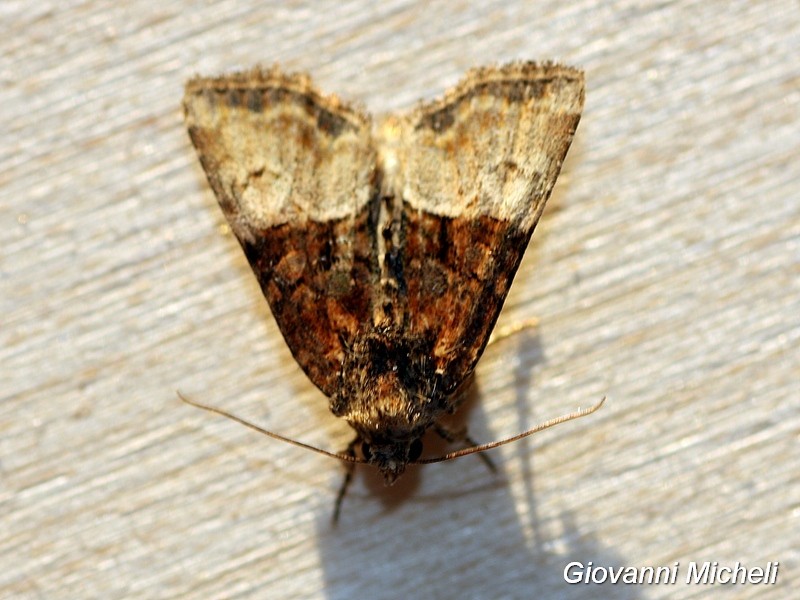 Falena 3 da determinare - Mesoligia furuncula, Noctuidae